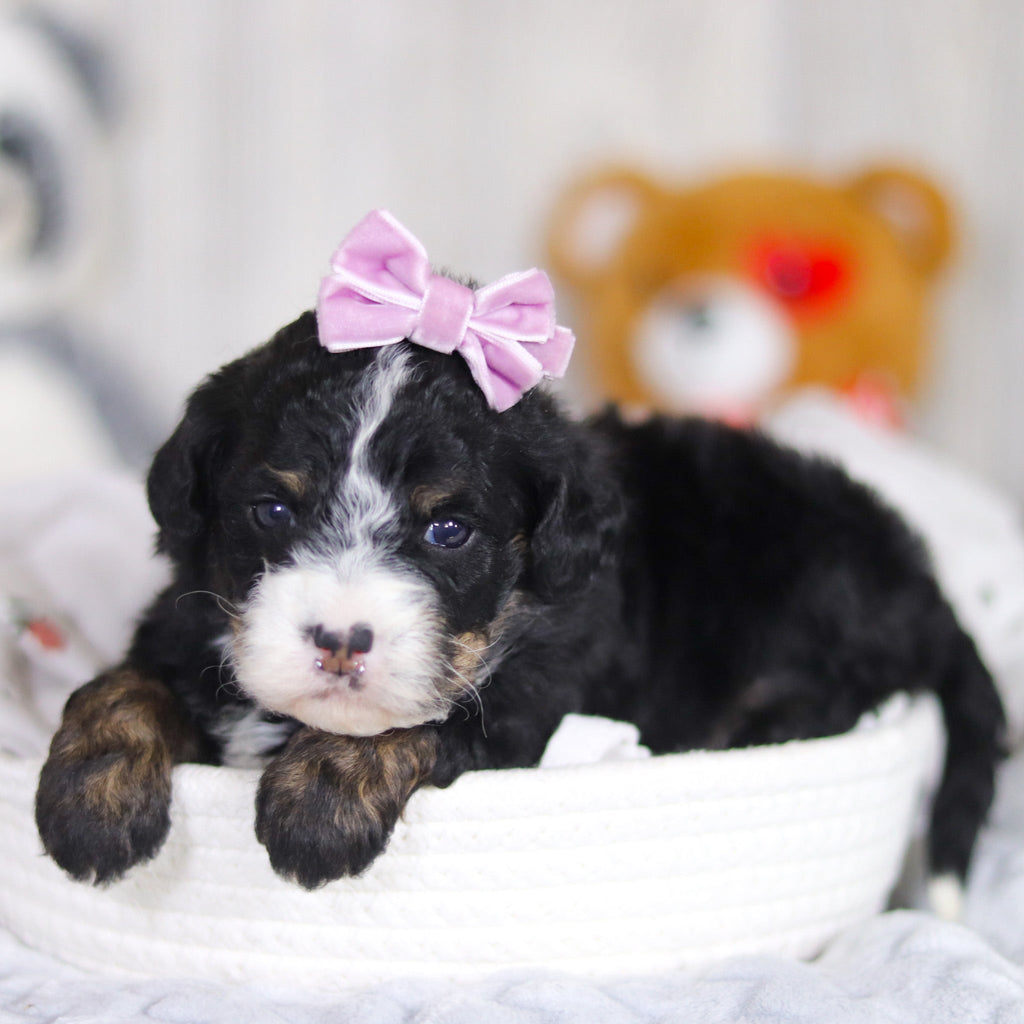 Delilah - Available 4/2