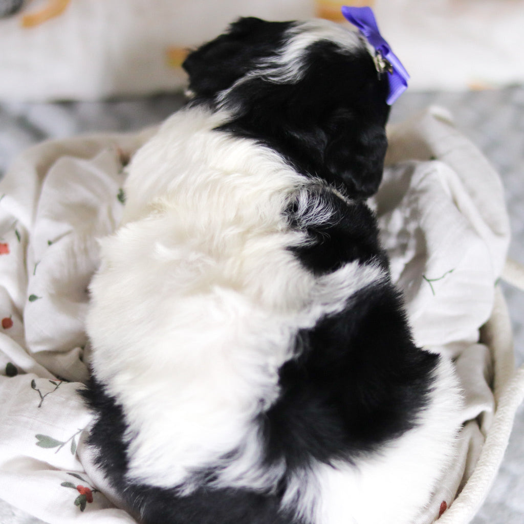 Darcy - Available 4/2