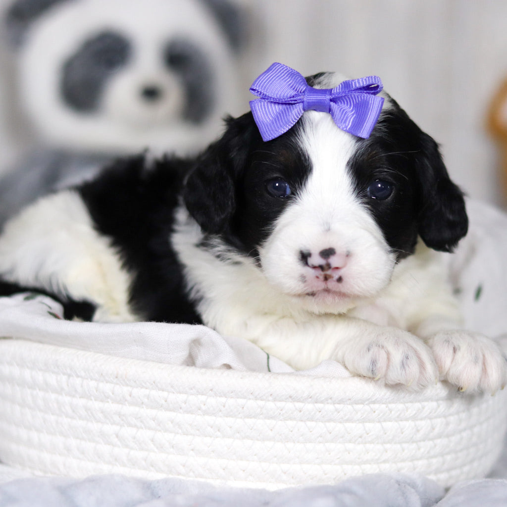 Darcy - Available 4/2