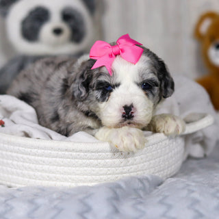 Lottie - Available 4/2