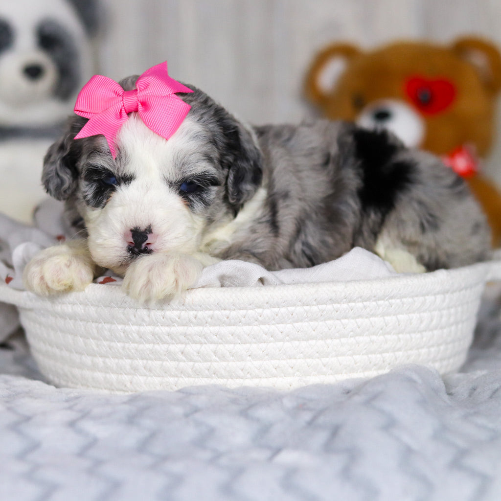 Lottie - Available 4/2