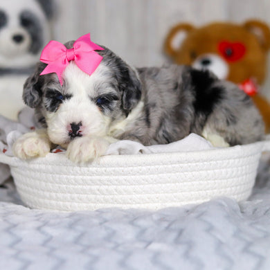 Lottie - Available 4/2