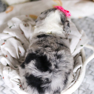 Lottie - Available 4/2