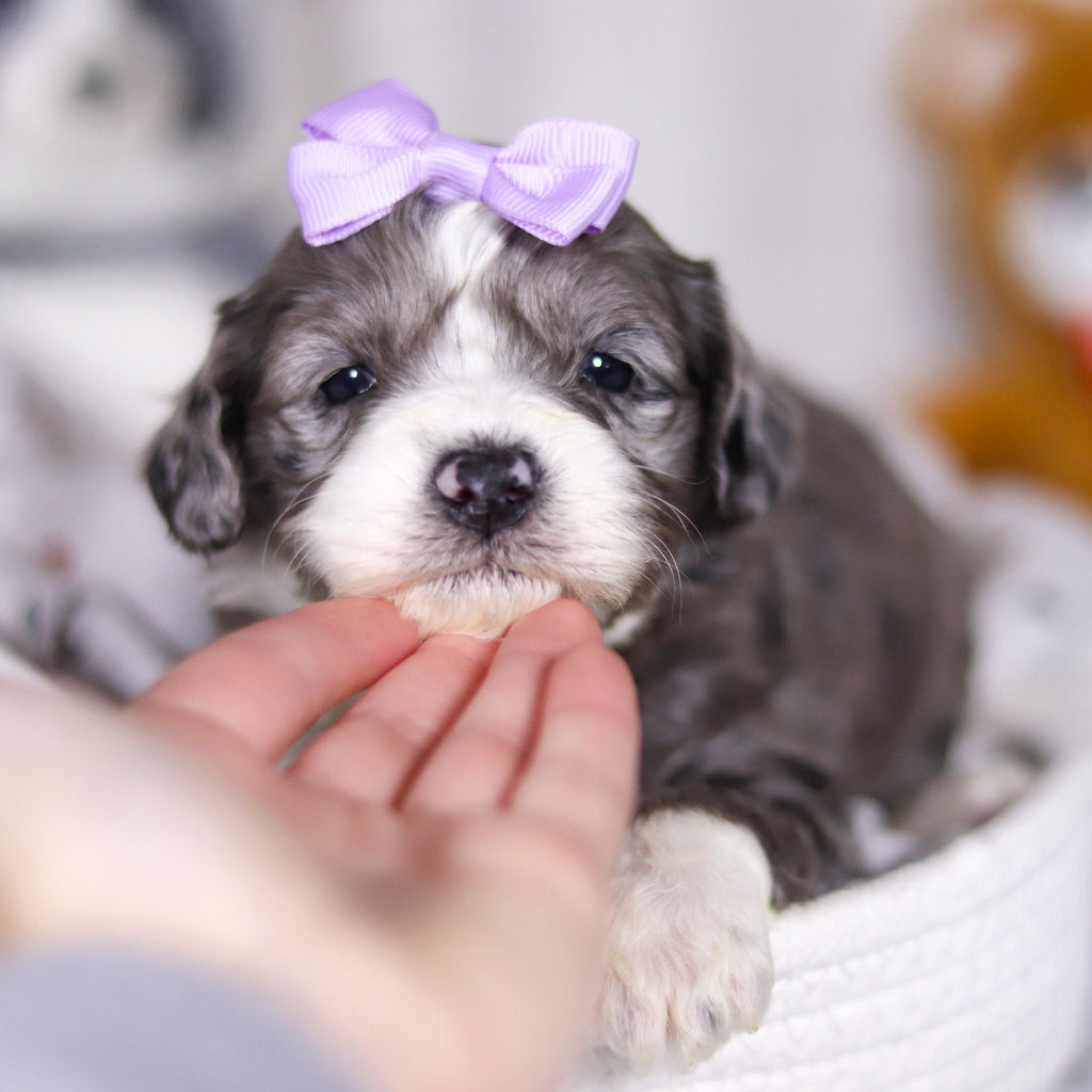 Laken - Available 4/2