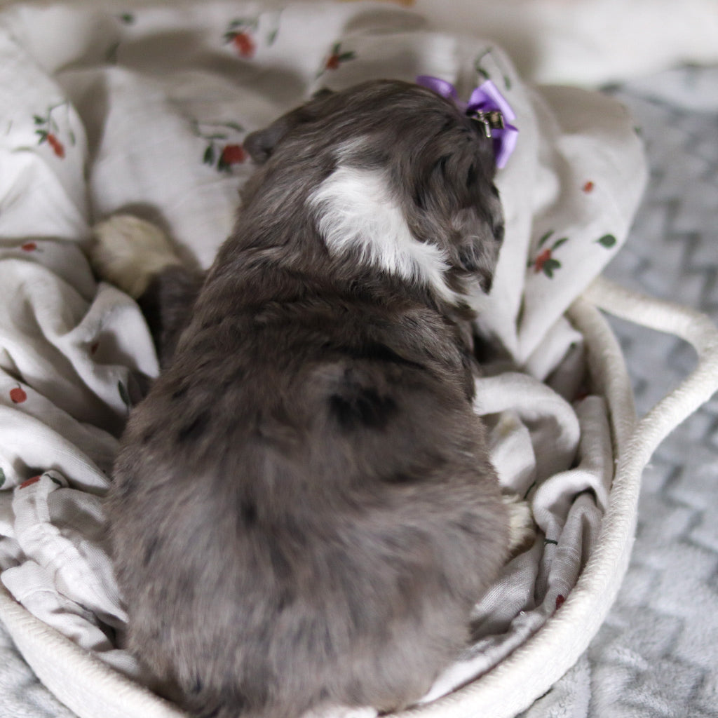 Laken - Available 4/2