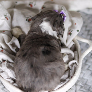 Laken - Available 4/2