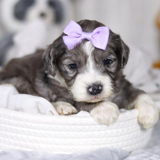 Laken - Available 4/2