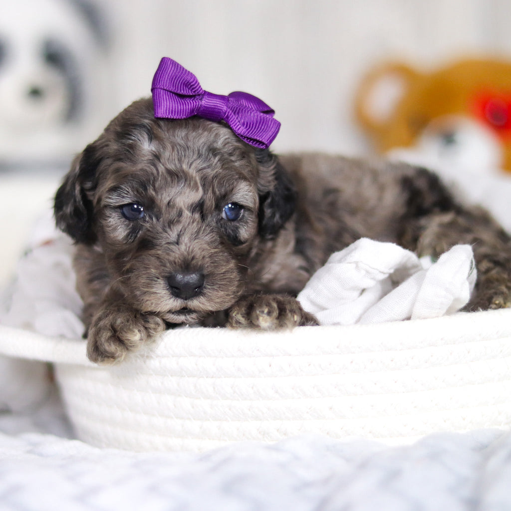 Lettie - Available 4/2