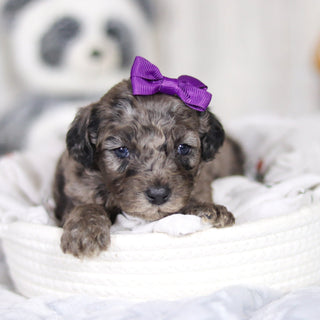 Lettie - Available 4/2