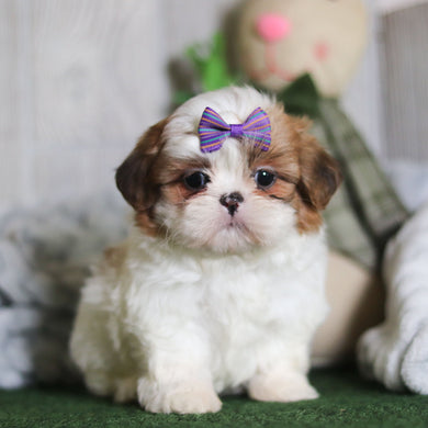 Phoebe - Available 4/9