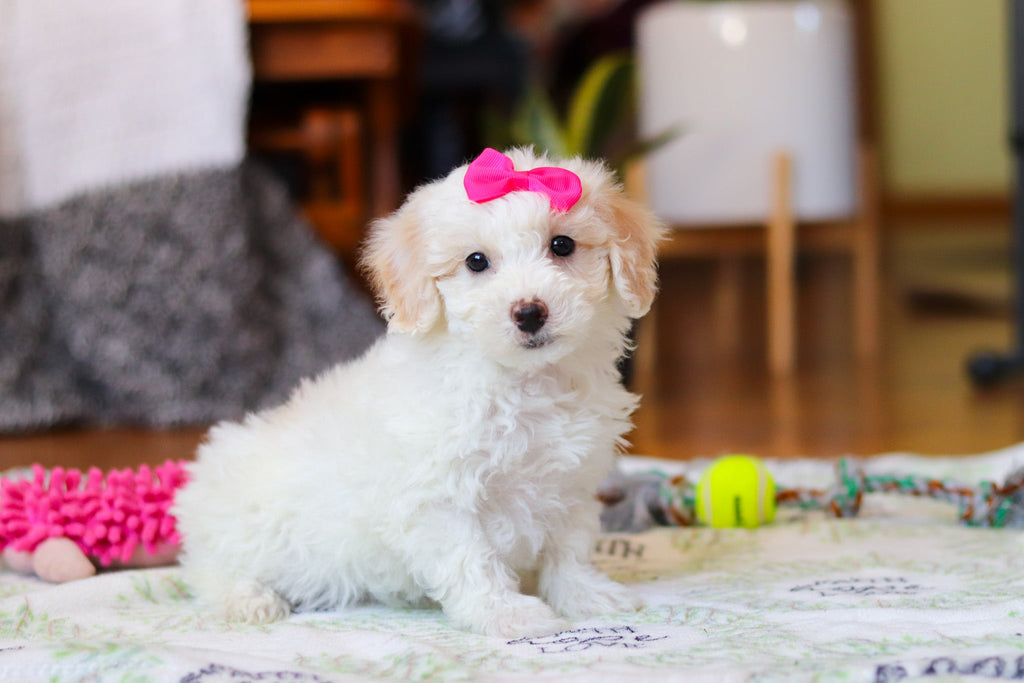 Waverly - Available 2/12