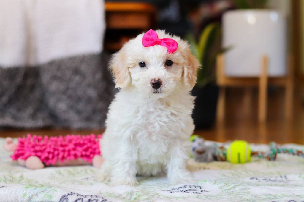 Waverly - Available 2/12