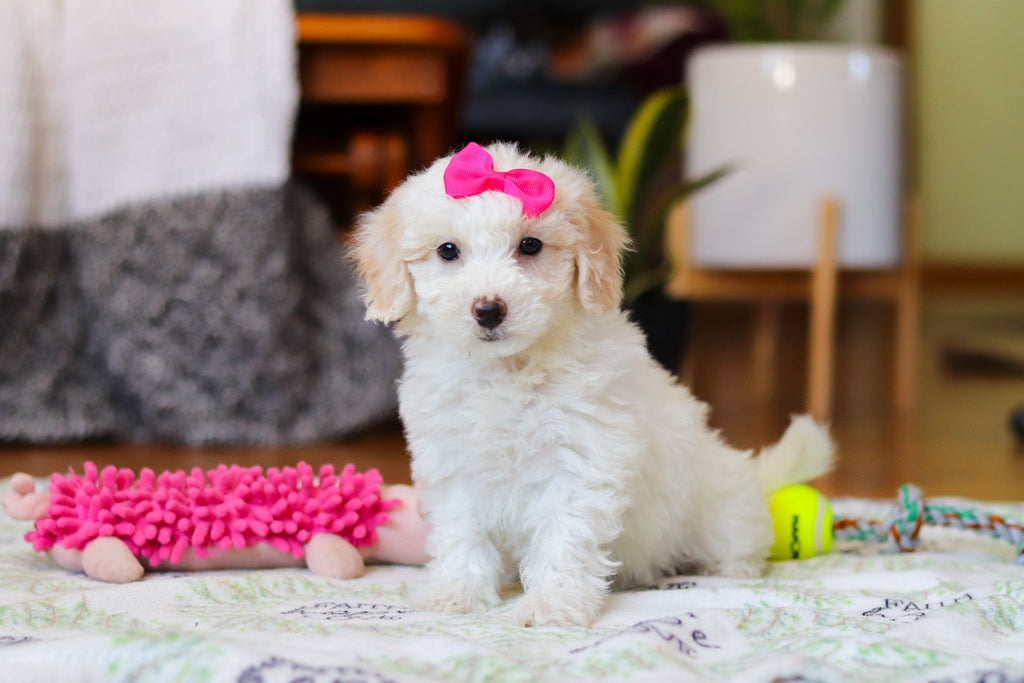 Waverly - Available 2/12