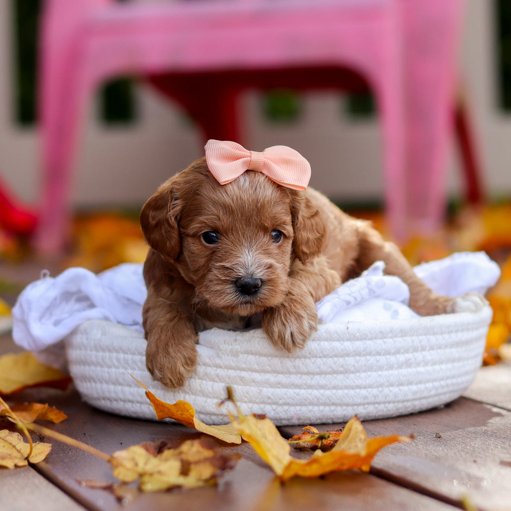 Bella - Available 11/19
