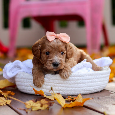 Bella - Available 11/19