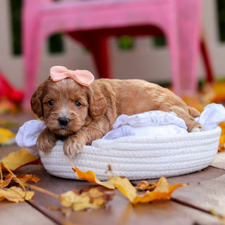 Bella - Available 11/19