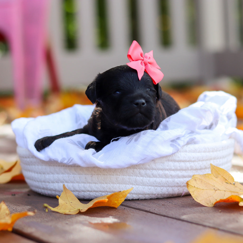 Nina - Available 11/19