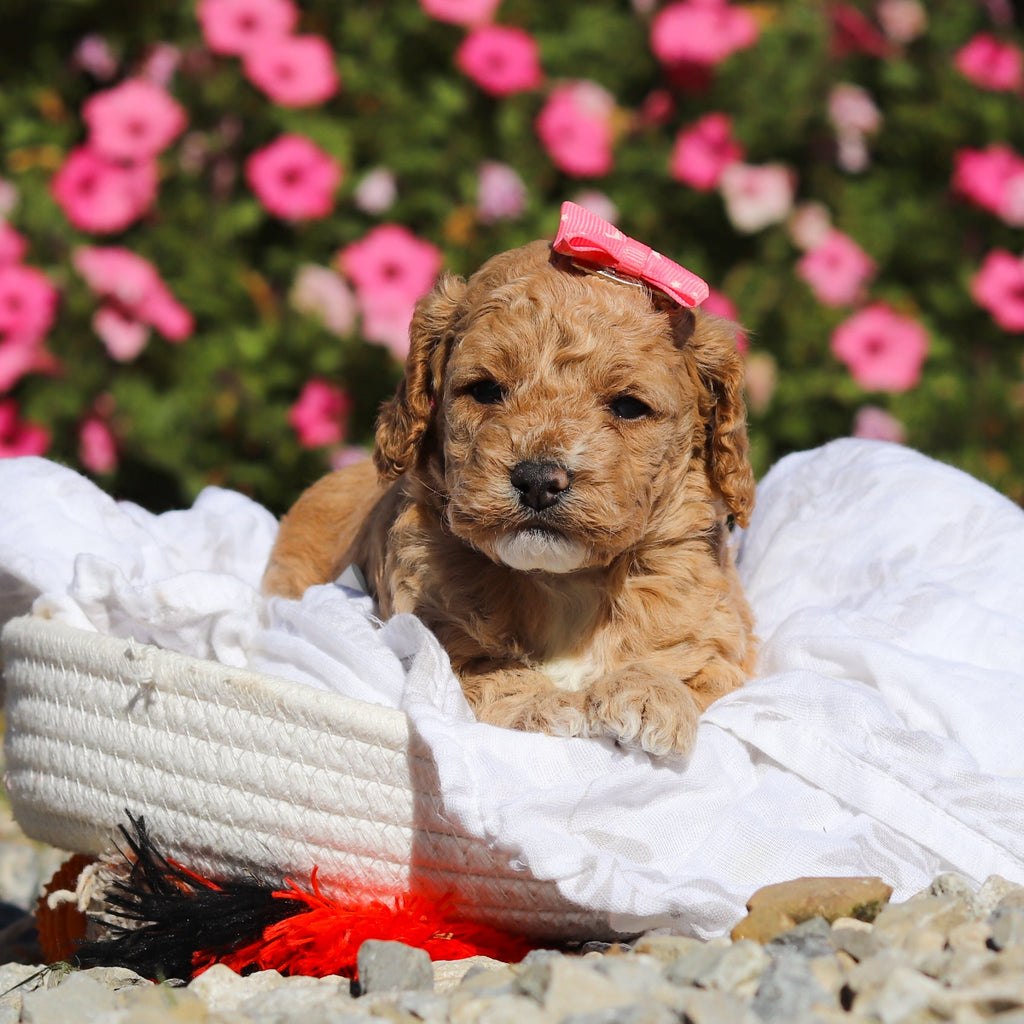 Darla - Available 11/25