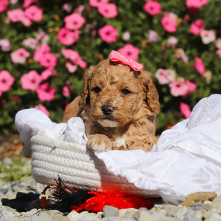 Darla - Available 11/25
