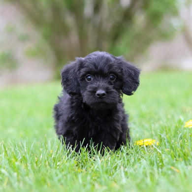 Nala - Available May 7