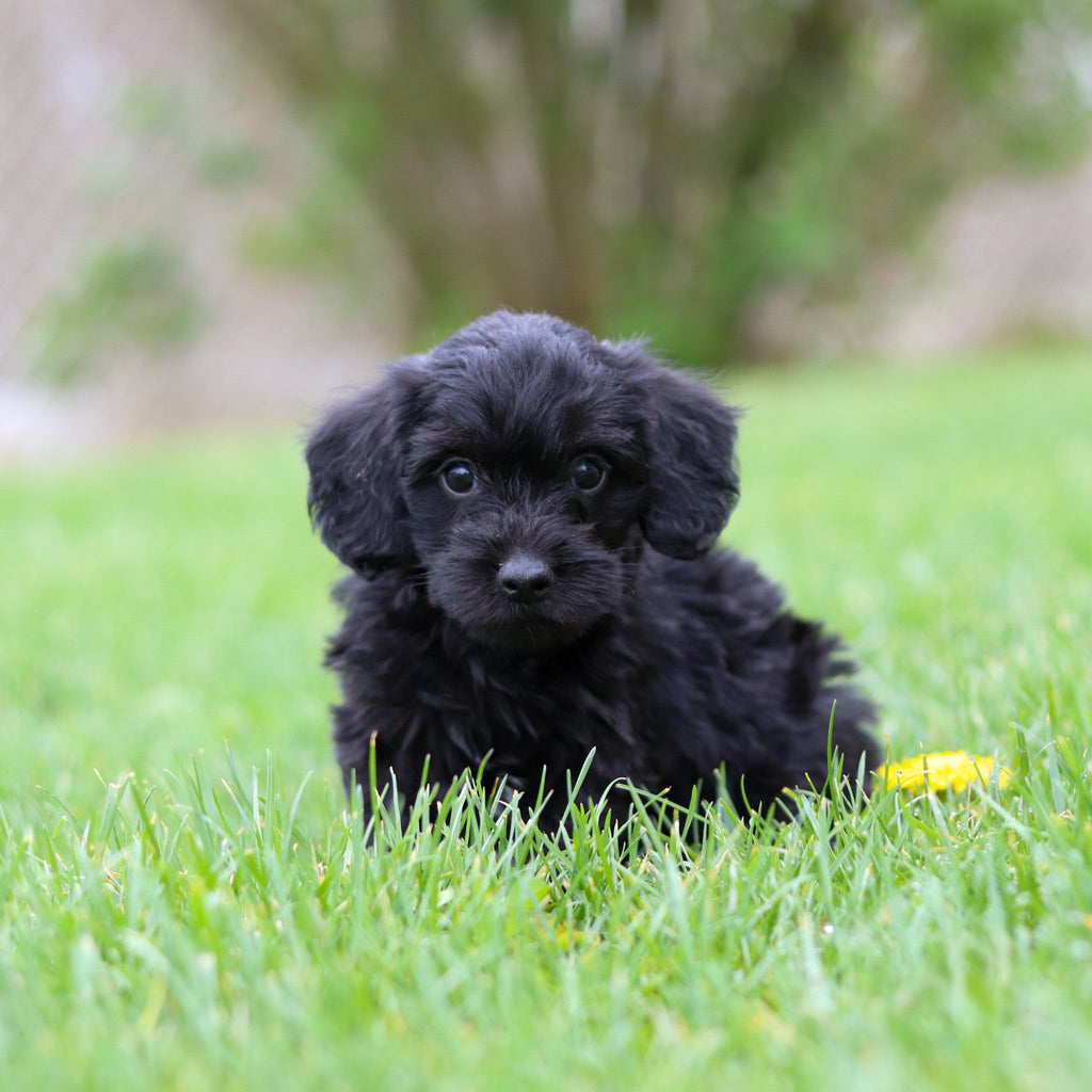 Nala - Available May 7