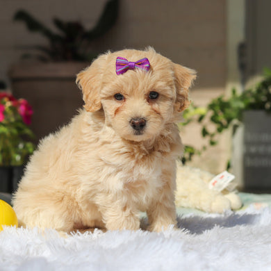 Mimi - Available 5/21