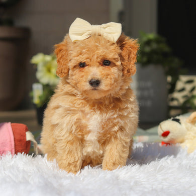 Misha - Available 5/21