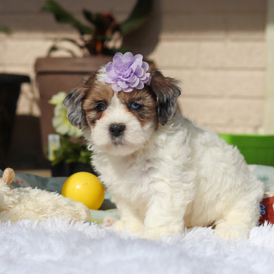 Brooklyn - Available 5/21