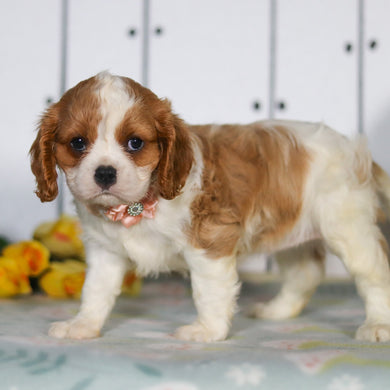 Marsha - Available 5/14
