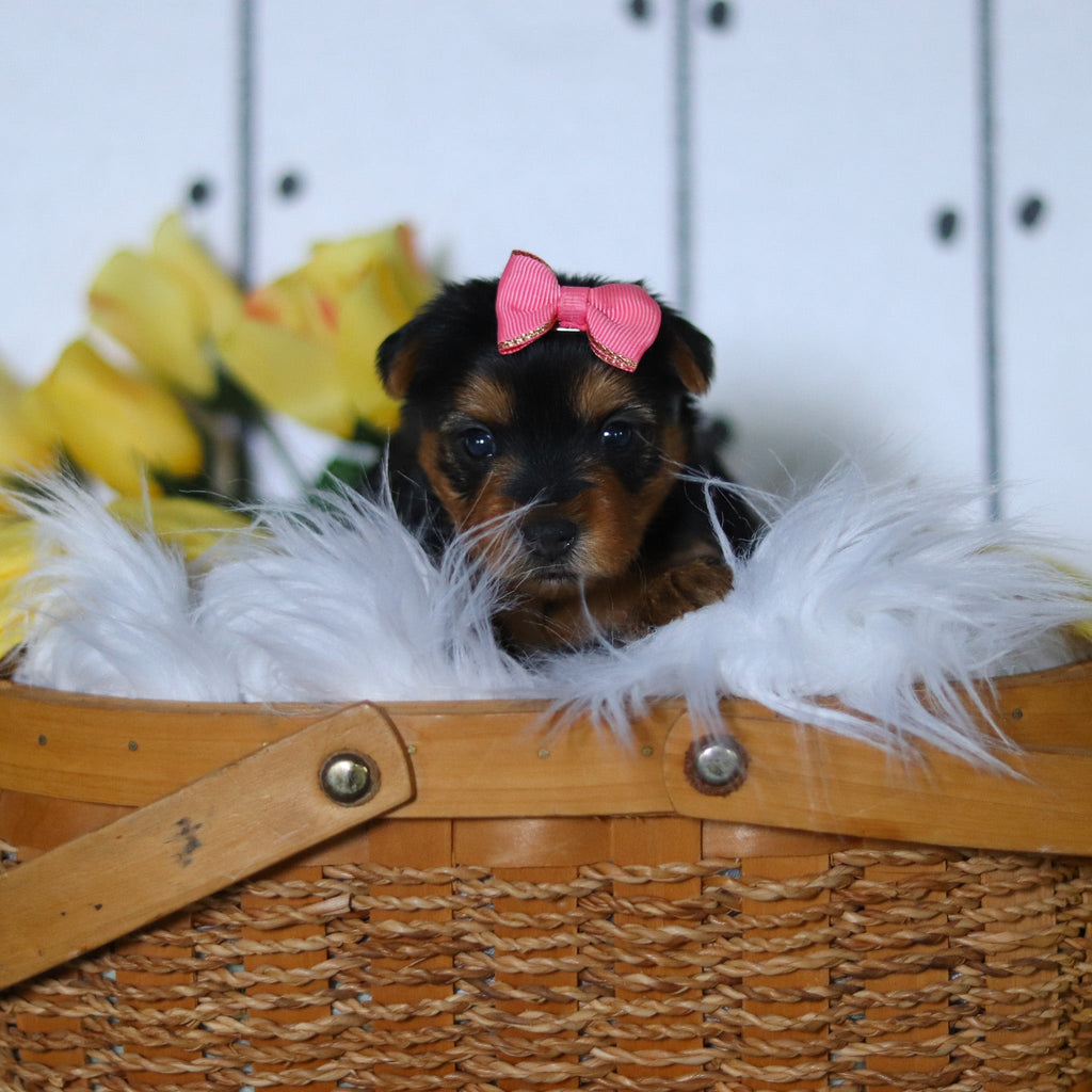 Della - Available 5/14
