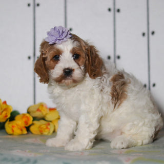 Vivian - Available Now