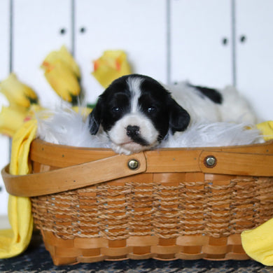 Vera - Available 5/14