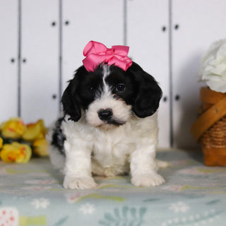Vera - Available 5/14
