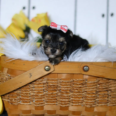 Bumblebee - Available 5/7