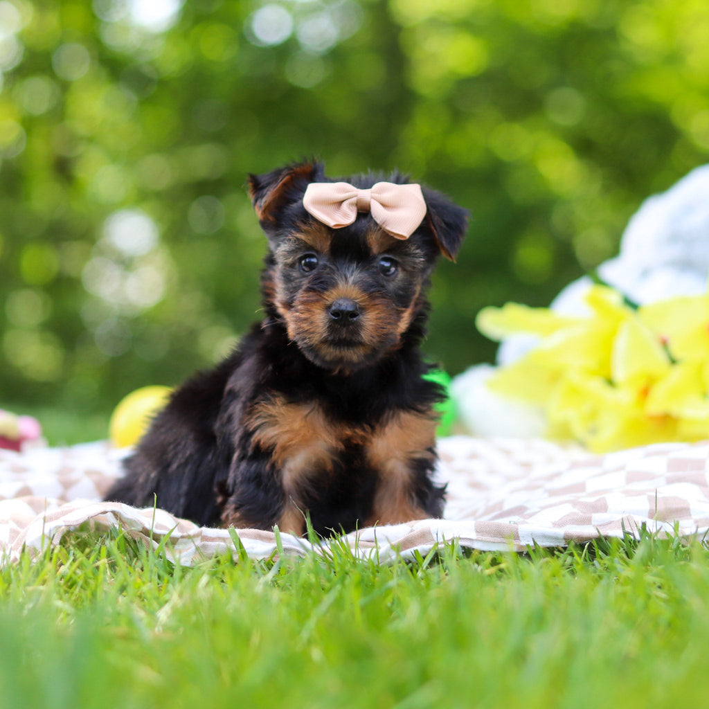 Starlet - Available 6/25