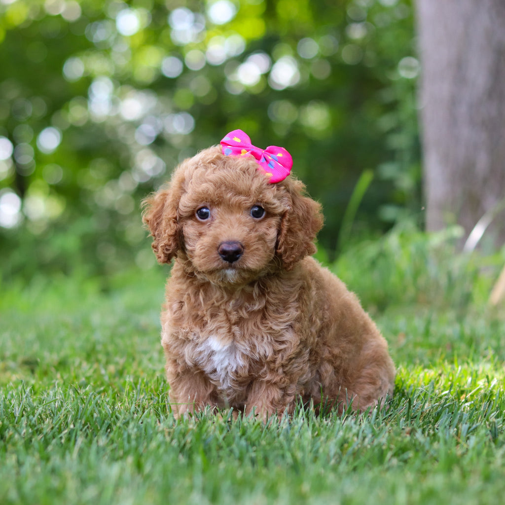 Lana - Available 7/16