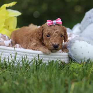 Lana - Available 7/16