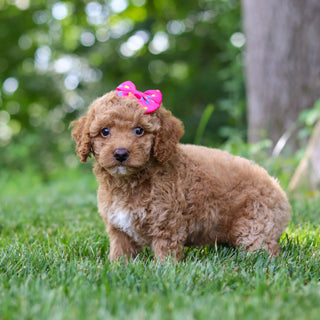 Lana - Available 7/16