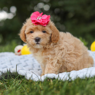 Mitzi - Available 7/23