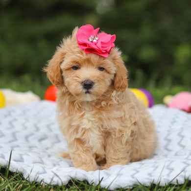Mitzi - Available 7/23