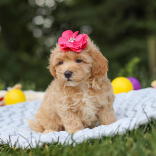 Mitzi - Available 7/23