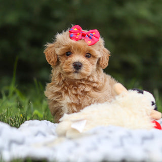 Mimi - Available 7/23