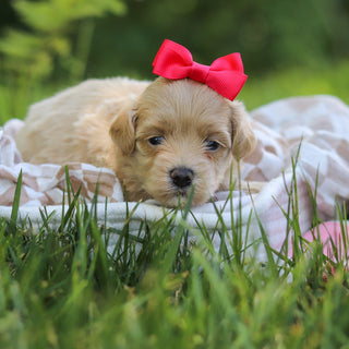 Mimi - Available 7/23