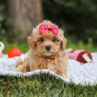 Mimi - Available 7/23