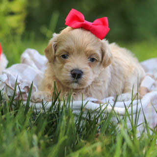Mimi - Available 7/23