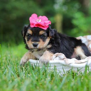 Lucy - Available 8/13