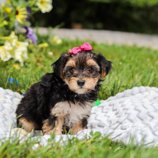 Lucy - Available 8/13