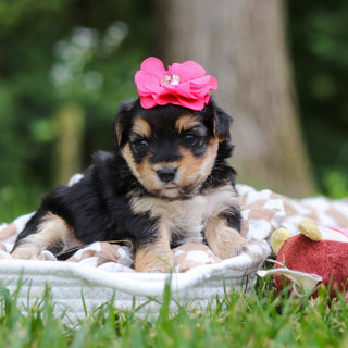 Lucy - Available 8/13