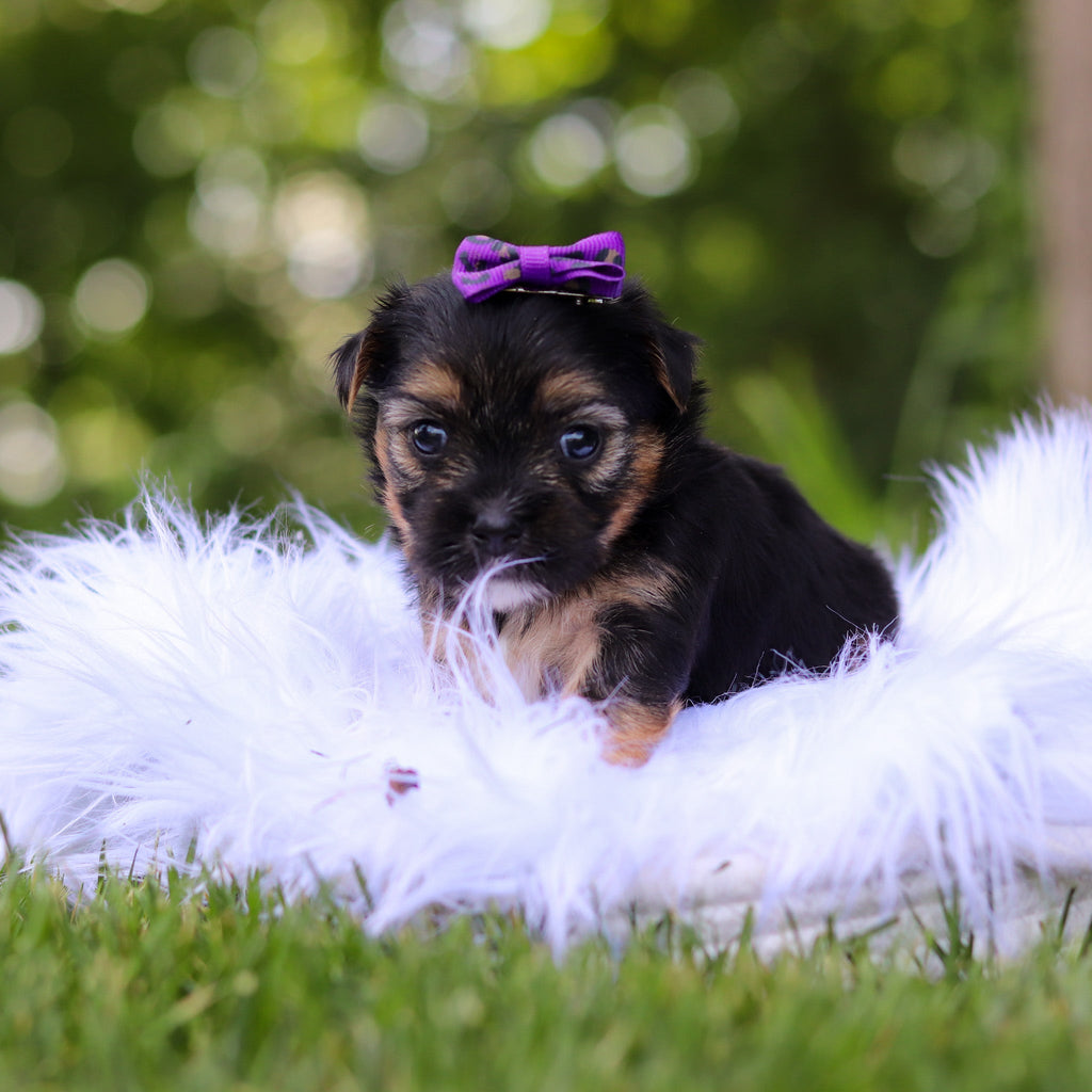 Sophie - Available 8/6