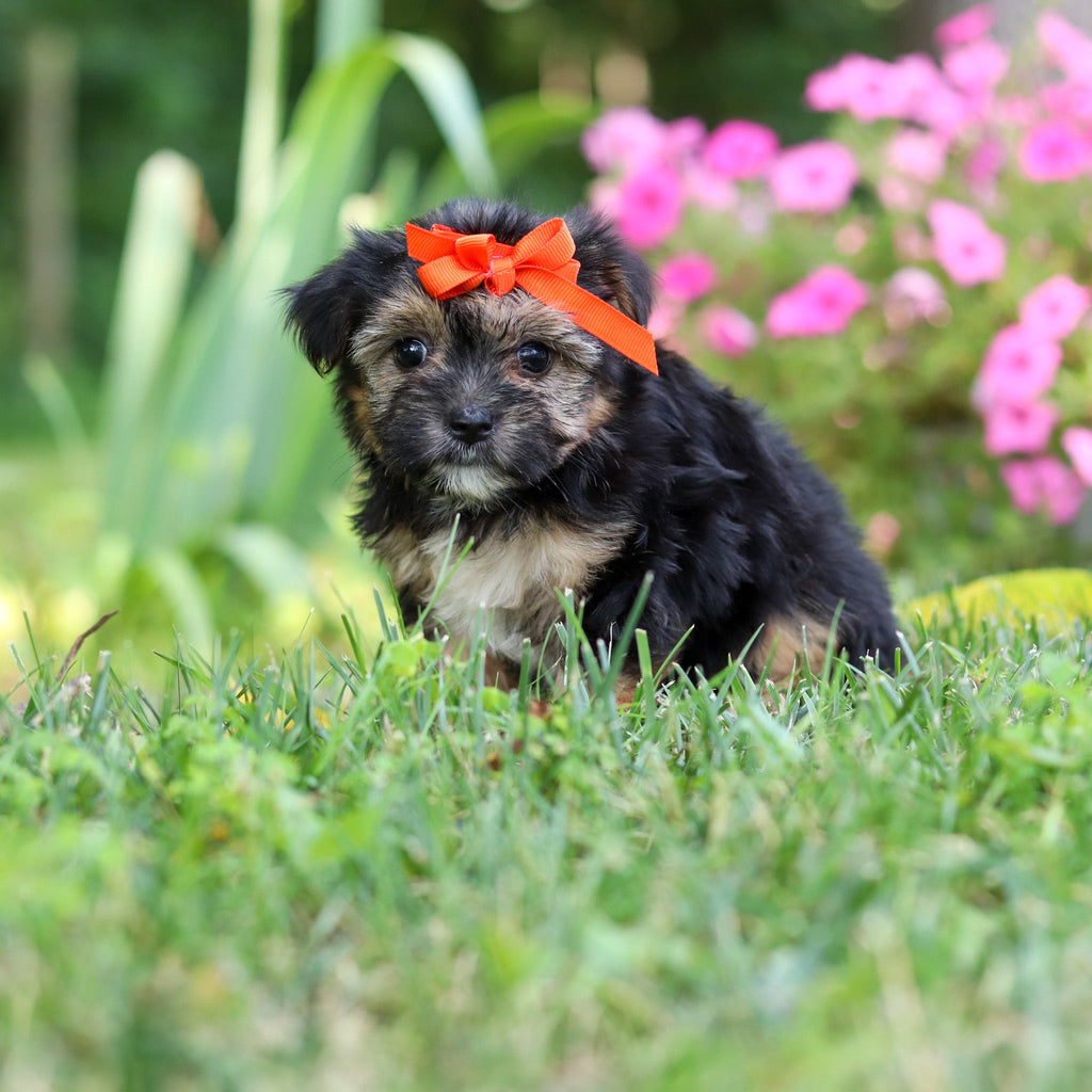 Sophie - Available 8/6